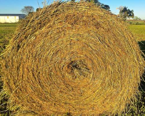 Rollos Alfalfa y Cebadilla Victoria, Entre Rios