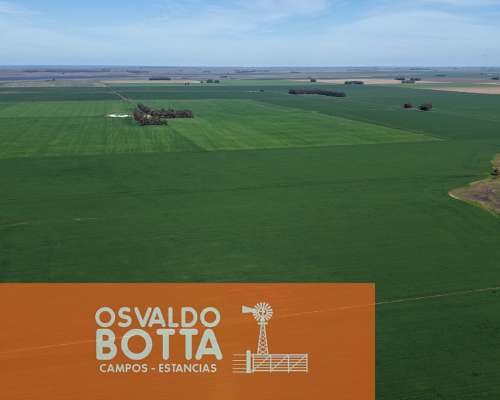 Campo Agricola en Venta, 600 Has Coronel Dorrego, BS AS