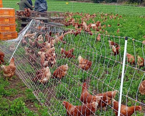 Pollas Recriadas de 16 Semanas a Entregar en Septiembre