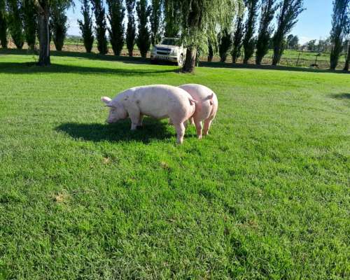Cachorras Landrace X Yorkshire