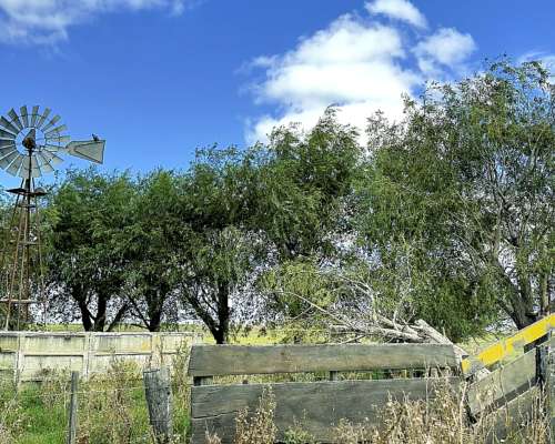 Campo Agrícola 134 Ha Carlos Tejedor Inmobiliaria Giacomino