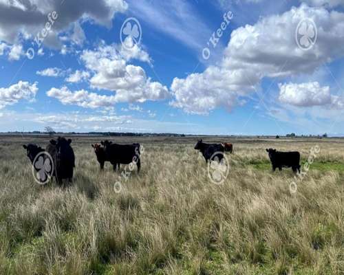 Campo en Venta de 600 Has en Magdalena. Ganadero