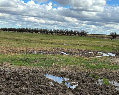 Campo de Cría en Bahía Blanca