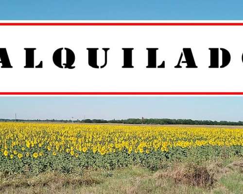 Alquilado Campo 64 Ha en San Mariano, Santa FE