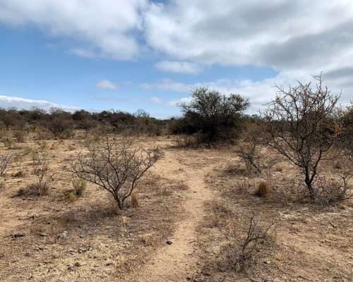 3000 Has. Aptitud Ganadero a Desarrollar en Rumiaco