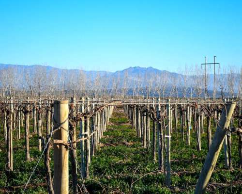 Lavalle- 85 HA- Mendoza