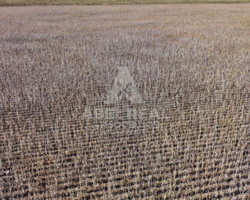 30 Ha Bermúdez Prov. de Buenos Aires