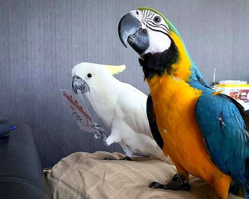 Guacamayos Azules y Dorados y Loros Grises Africanos Sanos D