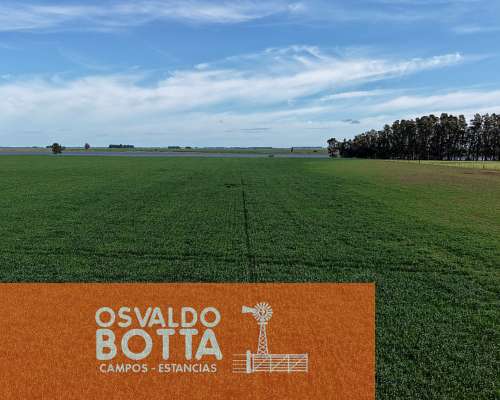 Campo Agricola en Venta, 600 Has Coronel Dorrego, BS AS