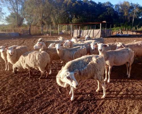 Se Vende Majada de Ovejas