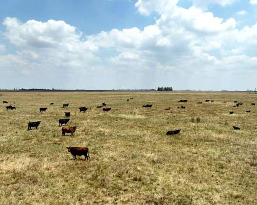 664 Has. Campo Ganadero en Gral. Villegas