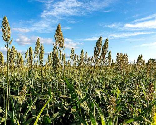 Semilla de Sorgo Escoba - Maiz de Guinea