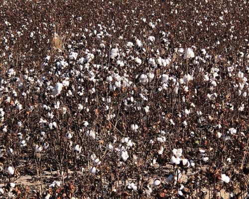 Campo Agrícola en Fortin Inca, Prov. de SGO del Estero