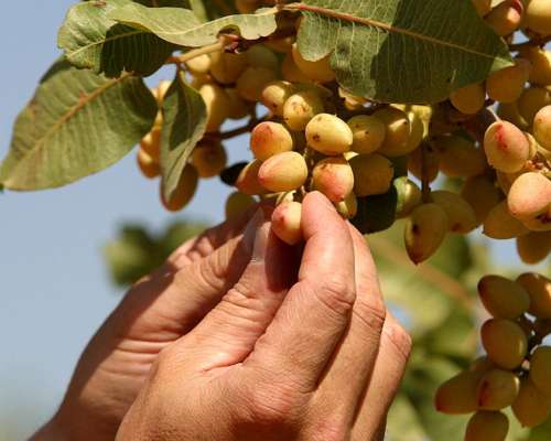 Venta Finca Produccion Pistachos Viñedos