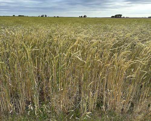 1000 Ha Mixtas Salliquelo