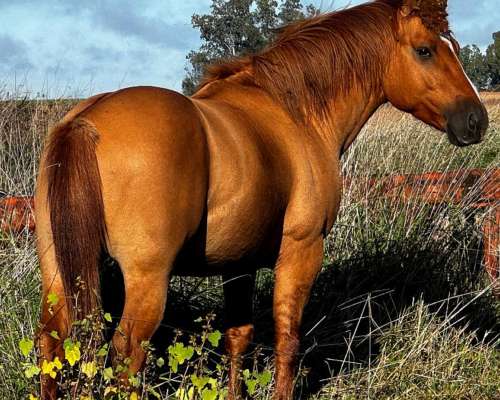 Padrillo de 3 Años sin Amansar