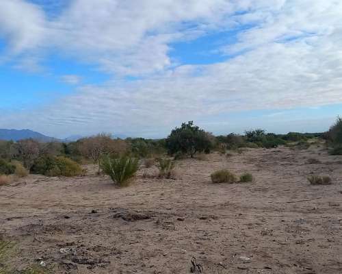 55 Hectareas con Olivos Aimogasta la Rioja