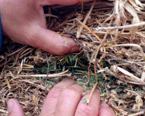 Rollos de Alfalfa muy Buenos