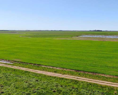 163 Has en Chascomús, Buenos Aires - Mixto - Venta