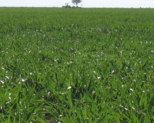 Vendo 1070 Has Mixtas