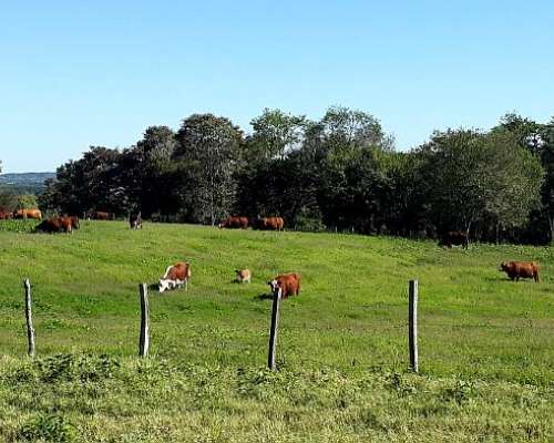 Dueño Vende Campo Misiones