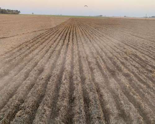 Barre Rastrojo con Paralelogramo Adaptable