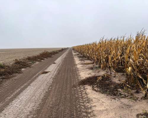 1000 Ha Agrícolas en Otumpa. Santiago del Estero.
