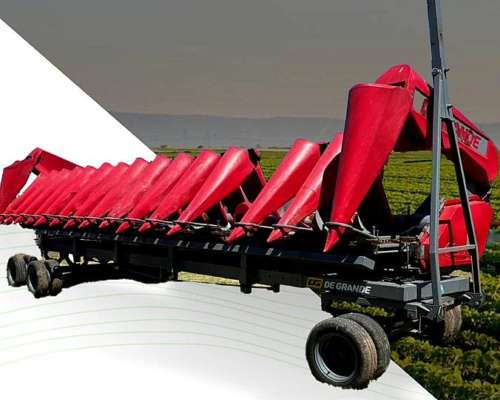 Maicero de Grande 16 a 52 - año 2020