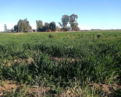 Urgente, VTA.84 Has. Médanos, Villarino, C/ Casa Amplia