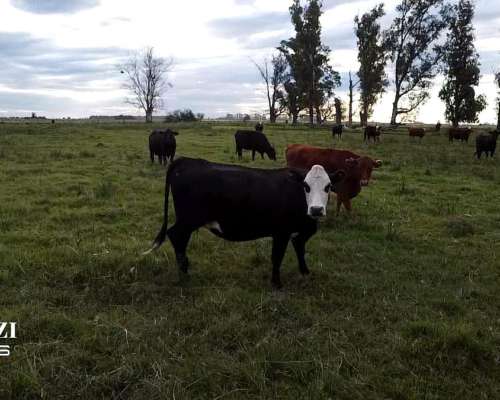 Venta 107 Has en Casalegno (santa FE)
