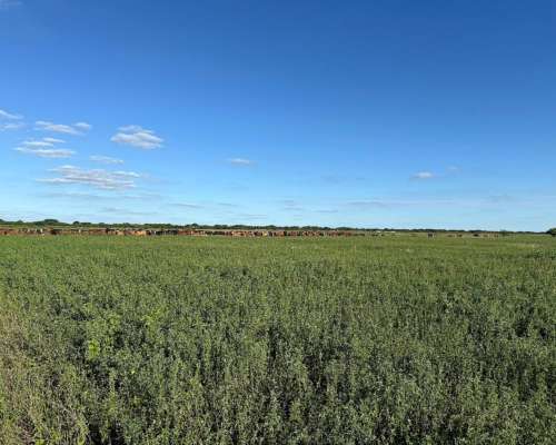 Dispongo de Campo para Capitalizar Hacienda en Ceres,sta FE