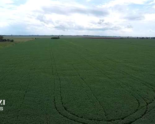Venta 30 Has Agrícolas en Monje