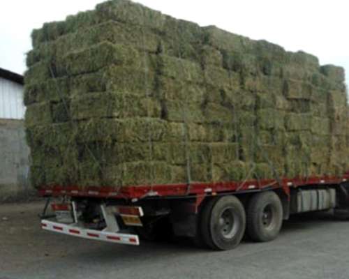 Fardos Alfalfa 1 Calidad