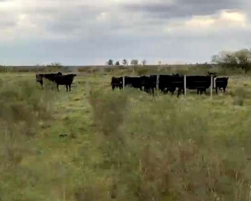 Concordia. Campo Agricola Ganadero