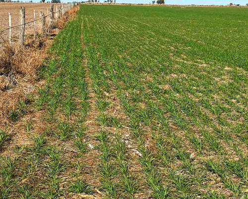 Santa Clara de Buena Vista 73 HA. Retasado. Campo en Venta.