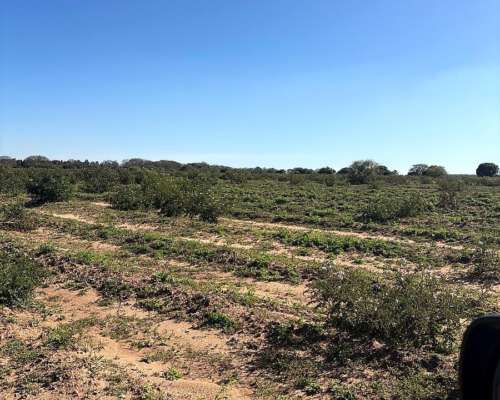 San Miguel 680 Has Forestal/ganadero Buen Precio