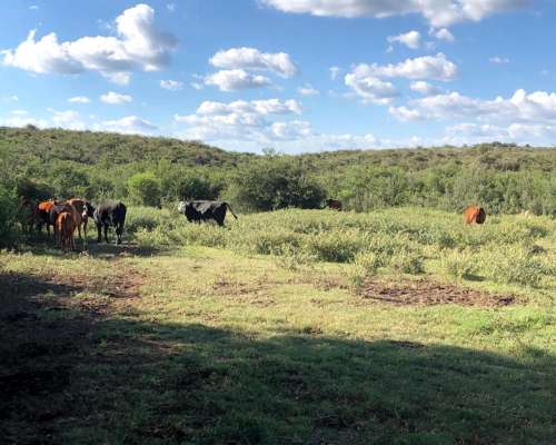 Alquiler Campo Mixto de 417 Ha a 70 km de Merlo.