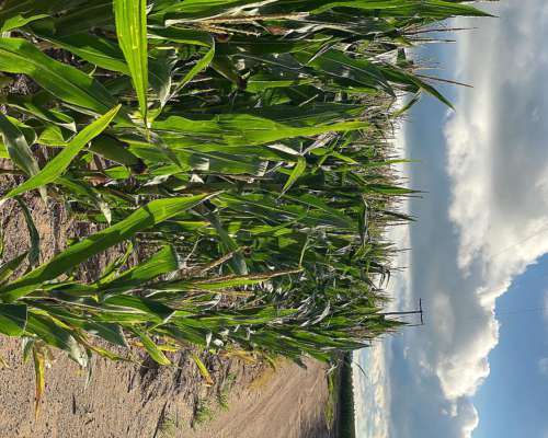 Campo en Venta 380ha Prov San Luis