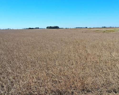 Campo Mixto 207 HA, las Flores (bs. As.)