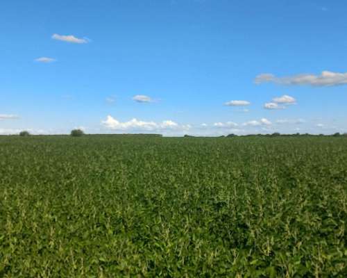 Campo Agricola 70 Hectareas