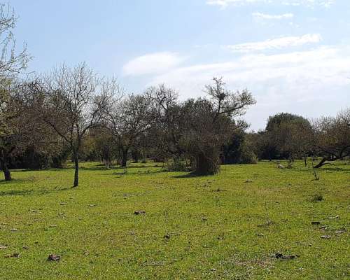 Campo Ganaderos en Villaguay - E. Ríos.