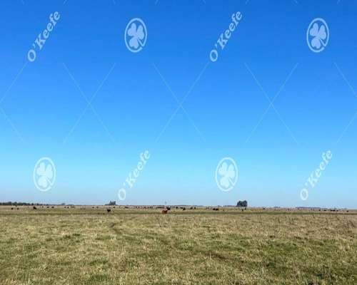 Campo en Venta de 450 Has en Magdalena. Ganadero