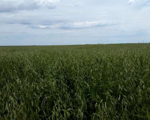 Campo en Venta en Partido de Carmen de Patagones