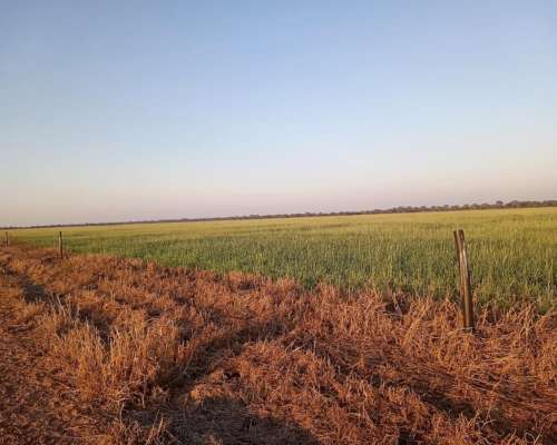 Venta. 350 Has Agrícolas en Vilelas.