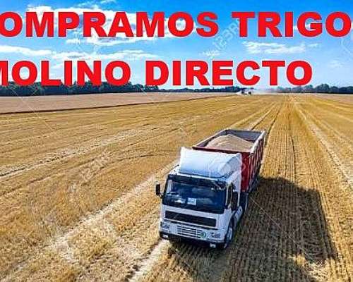 Compramos Trigo Directo Molino Harinero