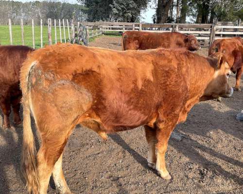 Toros Limangus Colorados Mansos de 2 y 3 Años
