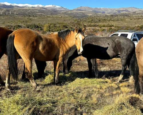 Campo Cholila Chubut 1600 Ha
