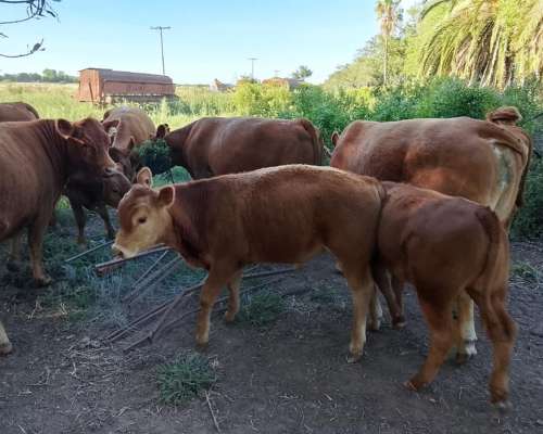 Venta Rodeo Limangus - Cabaña -