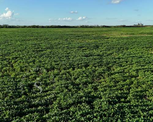 Venta Campo Agrícola. SA Pereyra, Santa FE. 115 HA.