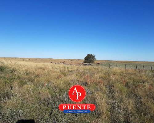 En Venta 5.000 Has Jaguel del Monte, la Pampa